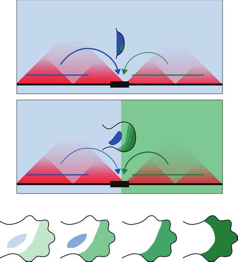 Posterior Genes From Both The Hoxa And Hoxd Complexes Pattern The