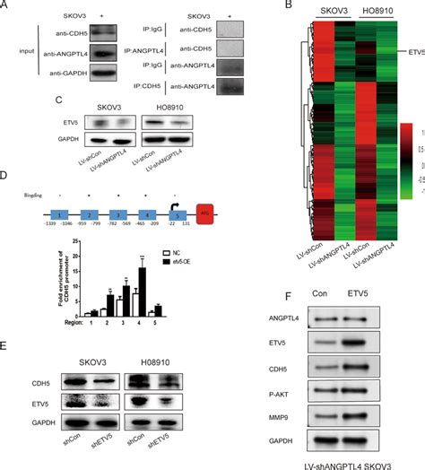 Angptl Upregulation Of Cdh Expression Is Modulated By Etv A Results