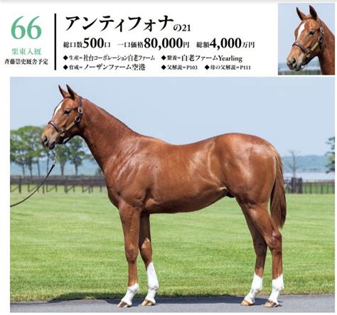 シルク2022年度募集馬分析【64～79】 バッタの一口馬主データ分析室