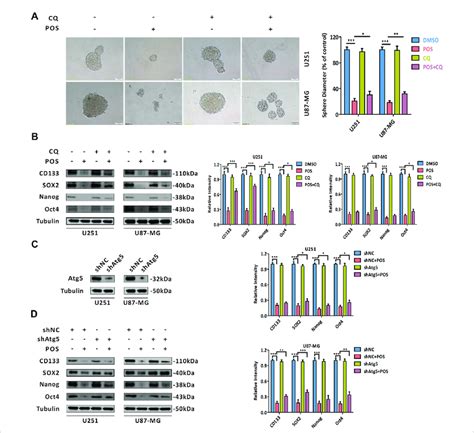 Pos Impairs Cscs Stemness Via Inducing Autophagy In Gbm Cells A