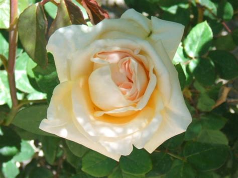 White rose - Roses Photo (682972) - Fanpop