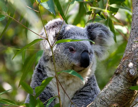 100 Koala Bear Pictures