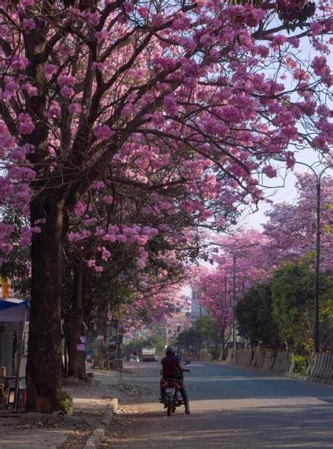 Bengaluru City Turns Pink With Cherry Blossoms Like Flowers