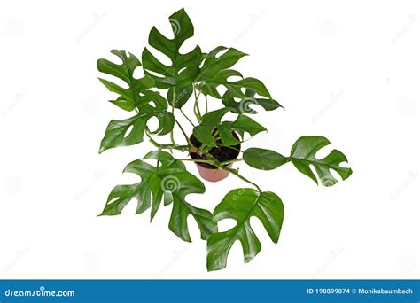 Tropical Rhaphidophora Tetrasperma House Plant With Small Leaves With