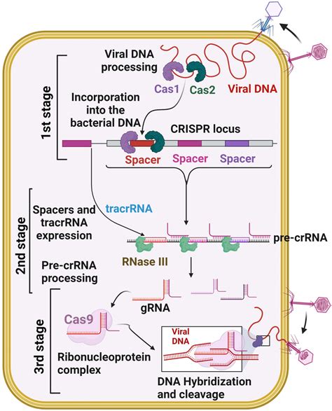 Crispr Cas Adaptive Immunity System The Three Stages Such As Crispr