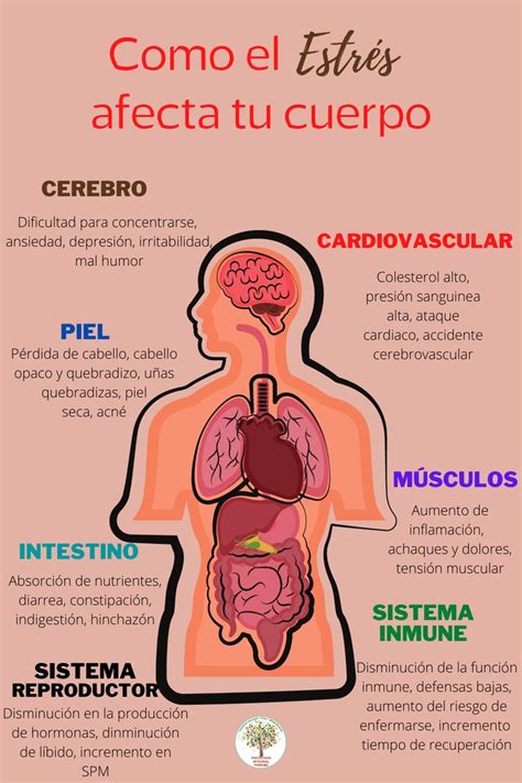 Como El Estr S Afecta Tu Cuerpo Psicologia Corporal Manejo De Estres