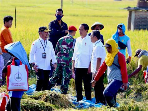 Presiden Jokowi Didampingi Mentan Syl Panen Raya Padi Di Ngawi