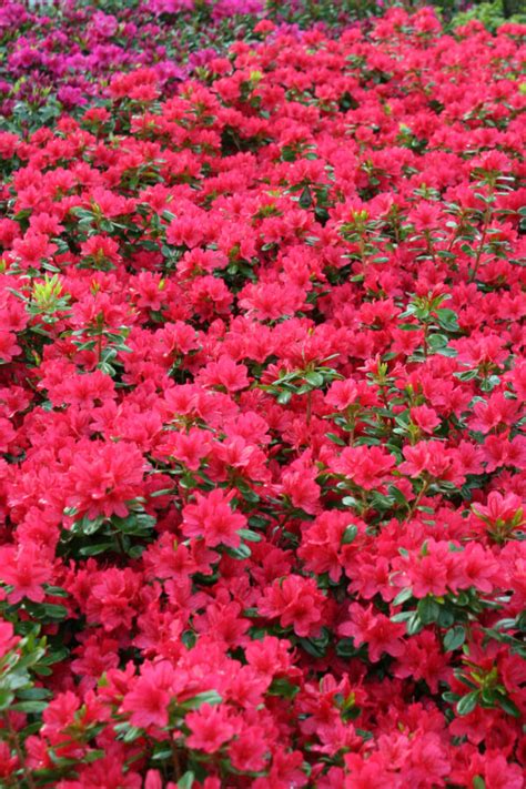 Evergreen Azalea Hino Crimson Youngs Garden Center Roseburg Oregon