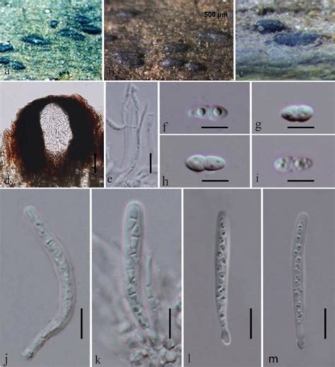 Anteaglonium Parvulum Faces Of Fungi