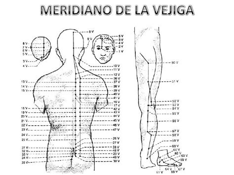 Diagramas De Acupuntura Slide 8 Acupuncture Yin Yoga Acupressure