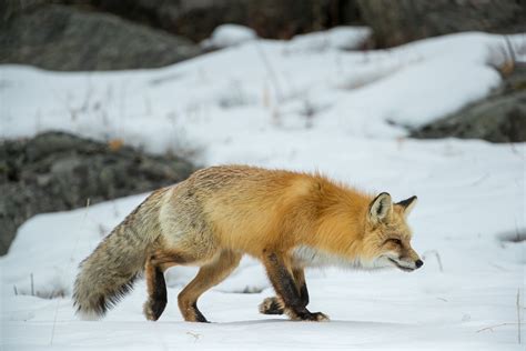 How Do Red Foxes Hunt