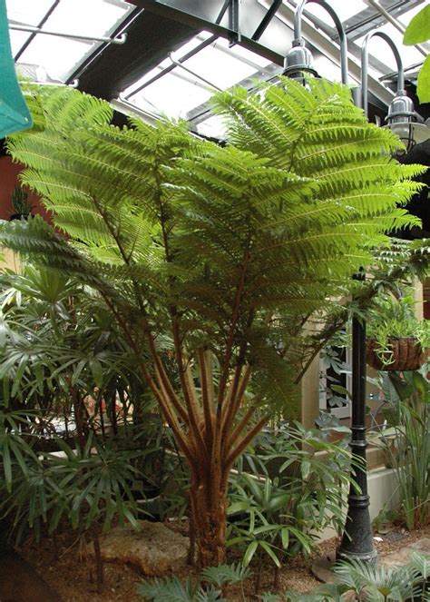 30 Types Of Indoor And Outdoor Ferns With Pictures