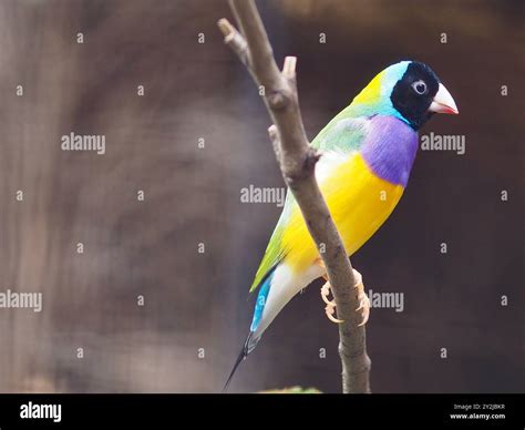 Enchanting Sensational Female Gouldian Finch In Dazzling Beauty Stock