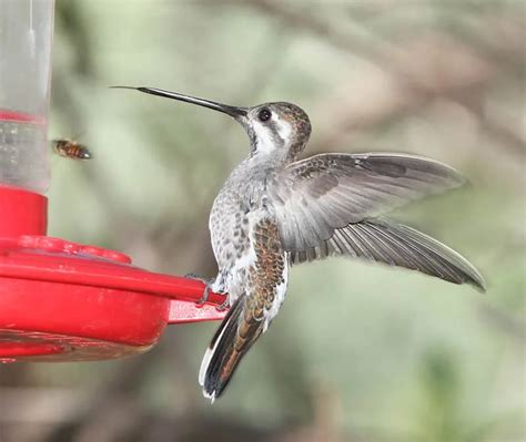 Hummingbirds In Arizona 16 Species With Pictures Wild Bird World