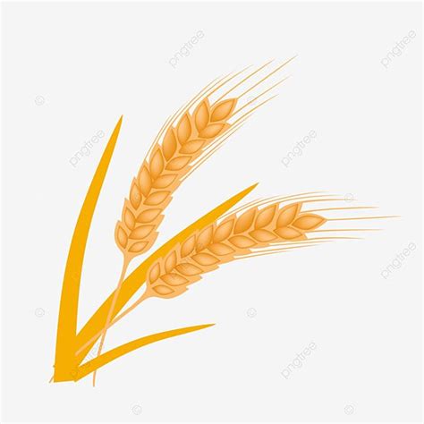 Wheat Illustration Vector PNG Images Yellow Wheat Pattern Illustration