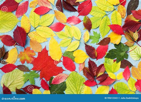 Colorful Autumn Leaves Background Top View Bright Fall Patterns Stock