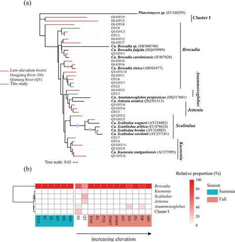 Phylogenetic Trees Showing The Affiliation Of Anammox Bacterial 16s