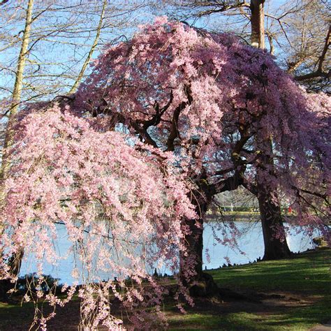 Prunus Pendula Pendula Rubra Future Forests