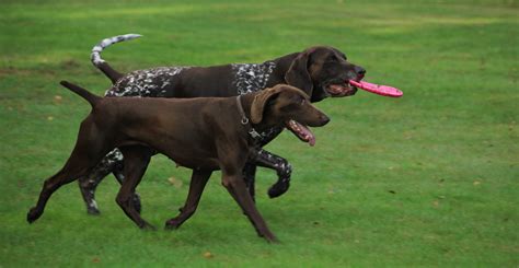 German Shorthaired Pointers Athletic Hunting Dogs