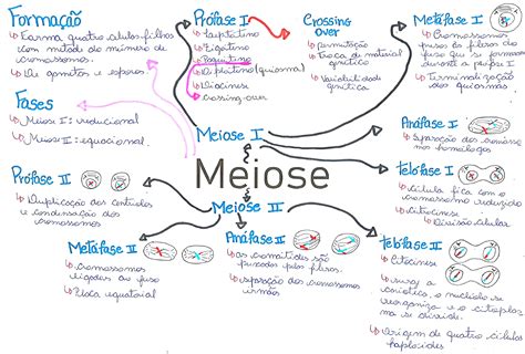 Meiose Meiose Mapa Mental Mapa