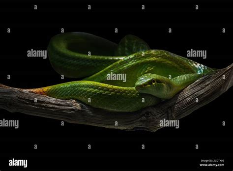 Green Viper Hi Res Stock Photography And Images Alamy