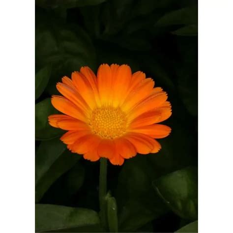 Herboristerie Souci Des Jardins Calendula Bio Teinture M Re Flacon De