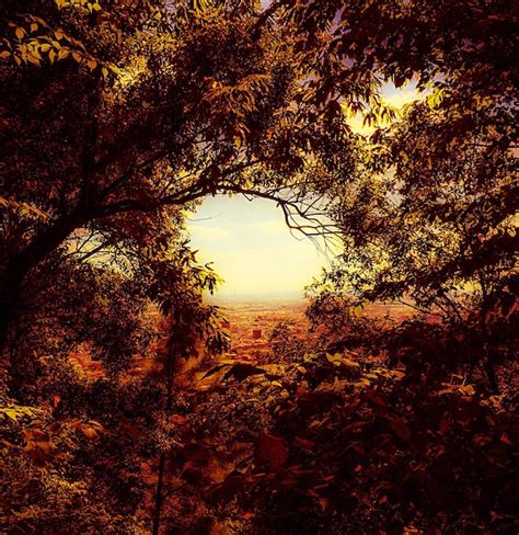 Premium Photo Sky Seen Through Trees