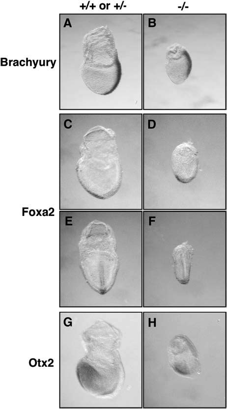 Whole Mount In Situ Hybridization With Markers For The Three Germ