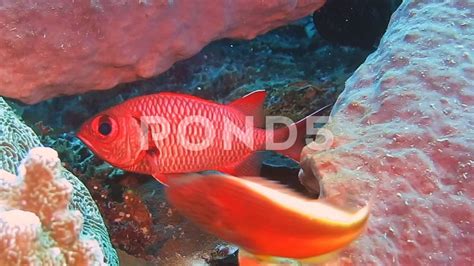 Big Eye Squirrel Fish Holocentridae On Corals But Not So Brave For A