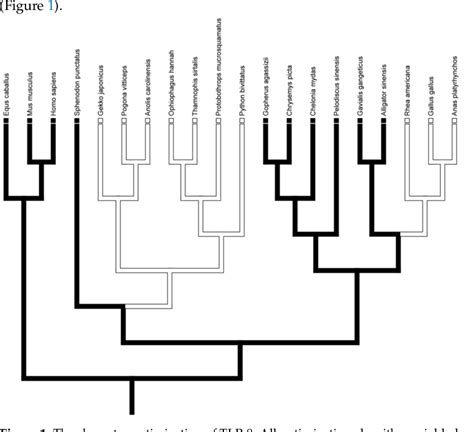 Figure From The Inference Of The Evolution Of Immune Traits As