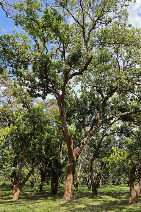 Beautiful Mango Tree Plantation Mango Forest Stock Image Image Of