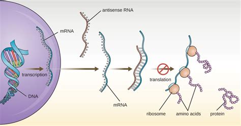 What Cause Gene Silencing