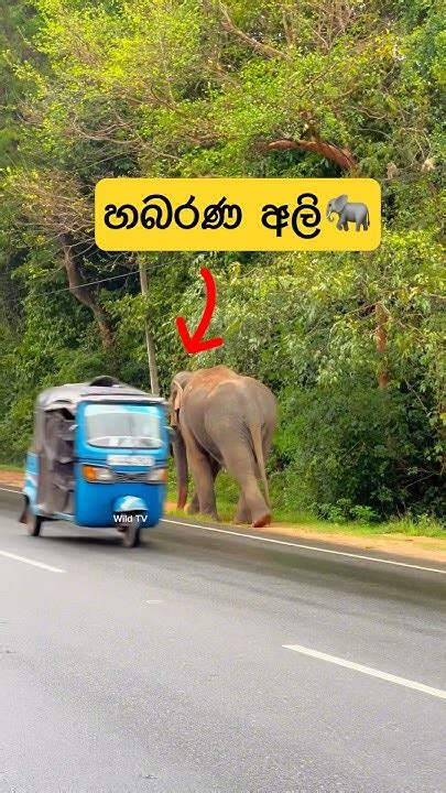 හැමතැනම අලි ඉන්න හබරණ පාර🐘shortvideo Shortsfeed Shots Shorts Viral