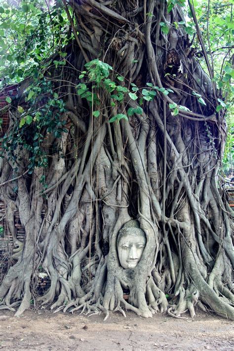 Buddha Head in Tree Roots, Wat Mahathat, Ayutthaya | Beautiful places to visit, Tree, Nature