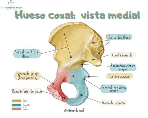 Pin De Maria En Ossos Anatomia Humana Musculos Hueso Coxal Coxal