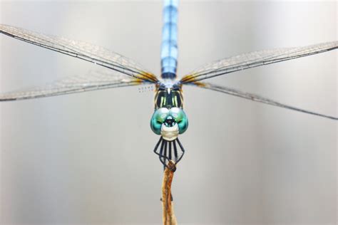 Blue Dasher Dragonfly A J í スパイシー