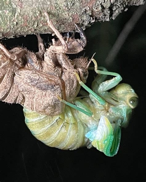 The Cicada Mania Blog News Findings And Discoveries About Cicadas