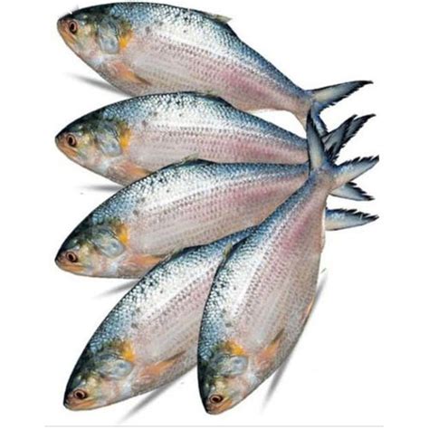 Hilsa ইলিশ Organico