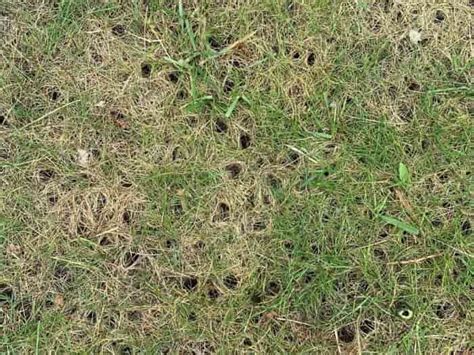 Small Holes In Lawn What’s Digging Overnight And How To Fill Them