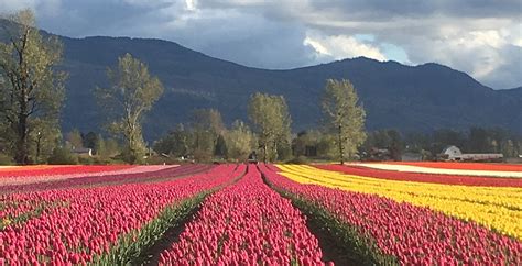 The breathtaking Chilliwack Tulip Festival returns to full bloom this ...