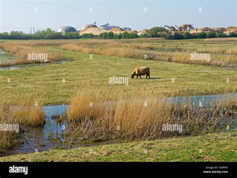 North Cave Wetlands nature reserve, East Yorkshire, England UK Stock Photo - Alamy