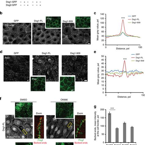 Position Of Dsg At The Cellcell Interface Regulates Cortical Tension