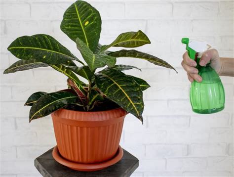 11 consejos para cuidar las plantas de interior Guía práctica