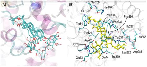 Ijms Free Full Text Significance Of Astragaloside Iv From The Roots