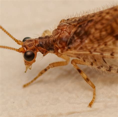 Brown Lacewing Micromus Bugguide