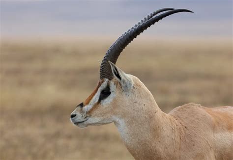 Southern Grant S Gazelle Ngorongoro Crater Tanzania Earth S Wild