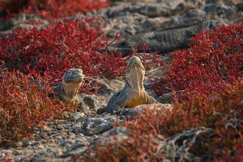 Galapagos land iguana - Galapagos Conservation Trust