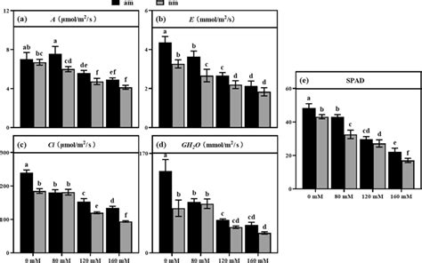 Photosynthetic Gas Exchange Parameters And Spad Value Of Rice Leaves