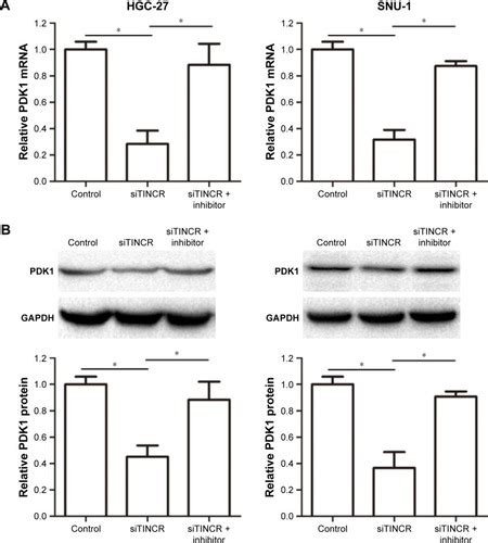 Full Article The Long Noncoding RNA TINCR Functions As A Competing