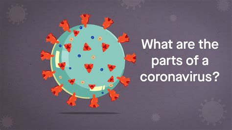 Coronavirus Anatomy Explained